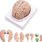 Modelo de Cerebro Humano